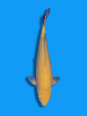 Karashigoi | Koi&Co.